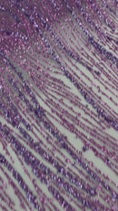 Fashion Glitter Design On A Mesh Lace 54” Wide| New Creations Fabric & Foam Inc.